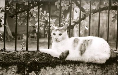 chat

