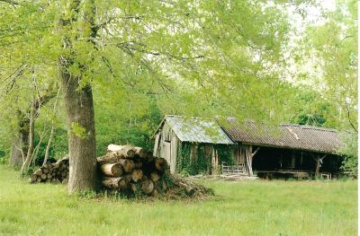 Campagne vert tendre
