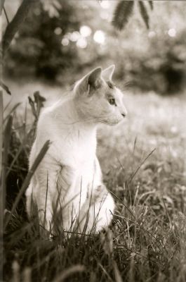 chat
