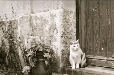 chat
