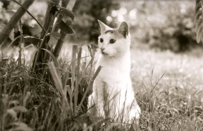 Chat
Mes débuts en photo
Mots-clés: chat