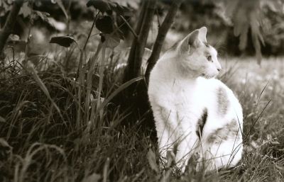 chat
