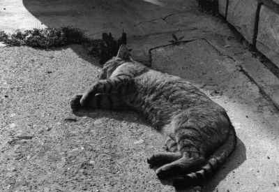 Mon Chat : Coca =)
