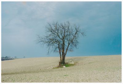 Arbre large
