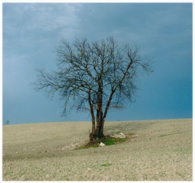 Arbre
