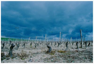 Vignes
