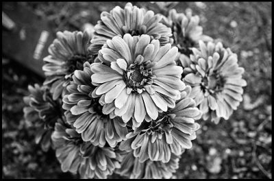 flower

