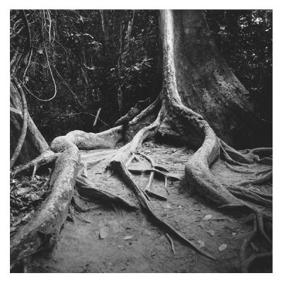roots
