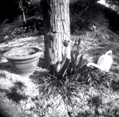 Tulipes.jpg