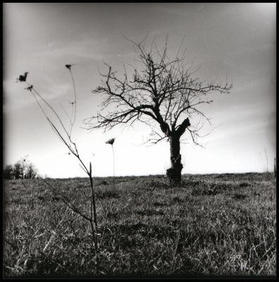 arbre 2
