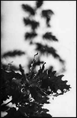 bokeh feuilles
