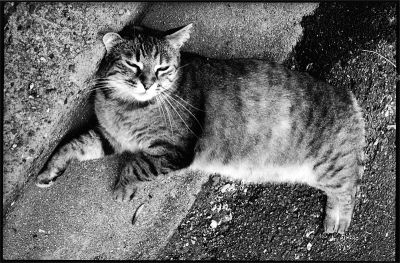 chat
