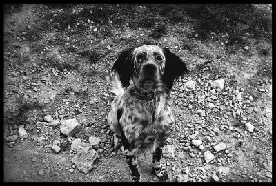 dog
