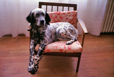 dog
