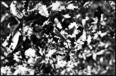 feuilles
