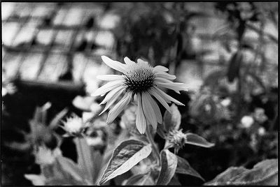 flower
