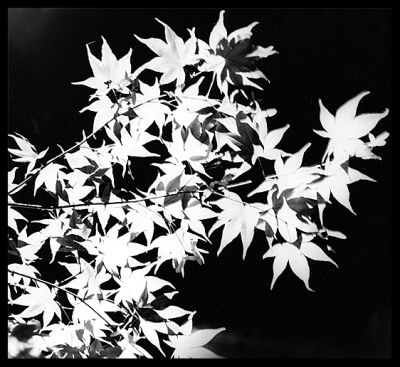 leaves
