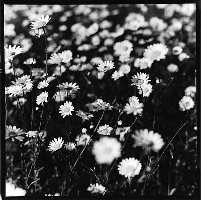 marguerites

