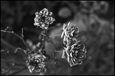 rose
