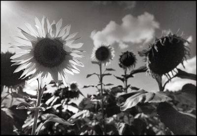 tournesol
