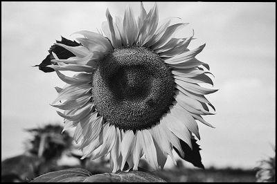 tournesol
