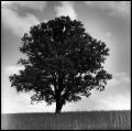 arbre.jpg