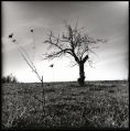 arbre_2.jpg