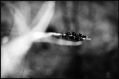 bokeh_2.jpg
