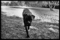 bouledogue.jpg