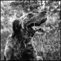 chien_bis.jpg