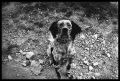 Nom du fichier=dog.jpg
Taille du fichier=439Ko
Dimensions : 823x556
Ajouté le : 08 Juin 2010 dog.jpg