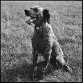 dog~0.jpg