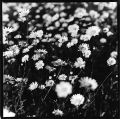 marguerites.jpg