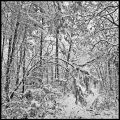 Nom du fichier=neige.jpg
Taille du fichier=420Ko
Dimensions : 614x614
Ajouté le : 27 Décembre 2010 neige.jpg