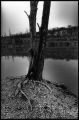 tree.jpg