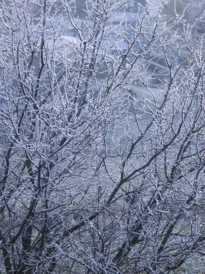 givre
Minolta 3xi
