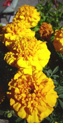 jaune
minolta 3xi
