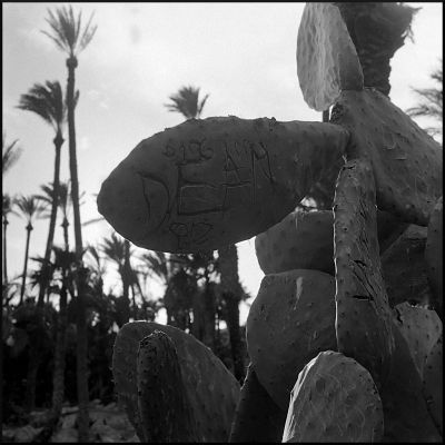 Cactus
