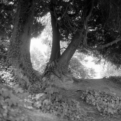 Arbre
