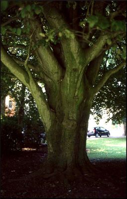 Arbre
