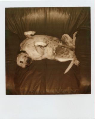 Perra-Pola 3
