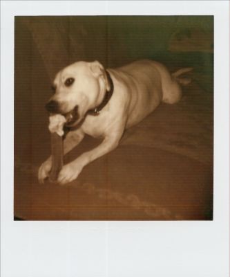 Perra-Pola 1
