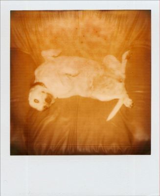 Perra-Pola 1bis
