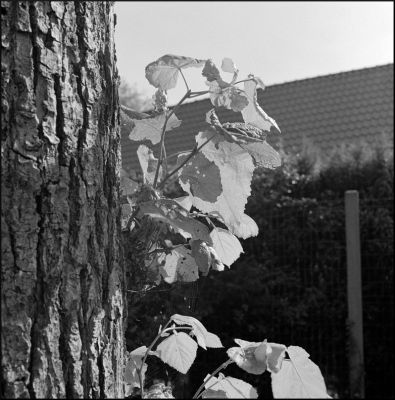 Feuilles
