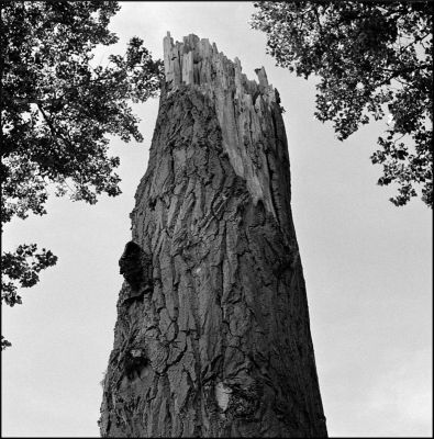 Arbre
