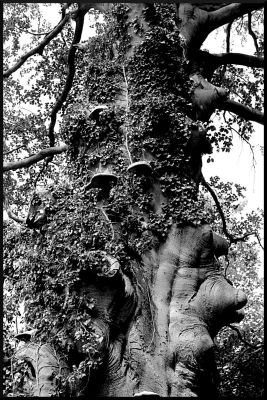 Arbre à champignons 800x600
