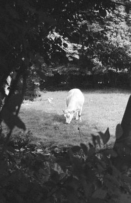 Vache
