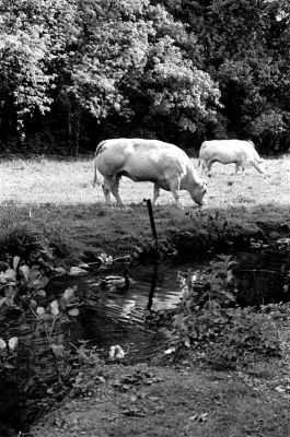 Vaches
