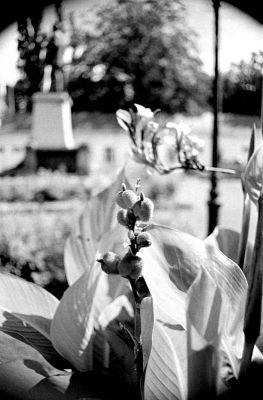 Fleur à la statue
