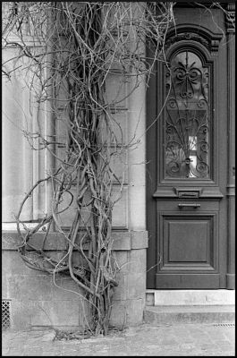 Arbre
